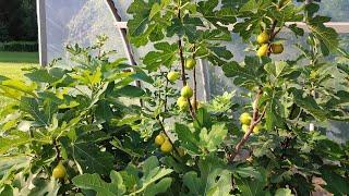 Инжир в Беларуси. Сбор бребы (первый урожай). Figs in Belarus. Breba (first crop).