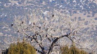 Bald Eagle Live Stream - Fountain Green, UT