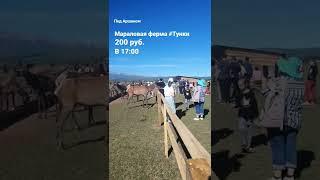 #экскурсии к #марал #тунки  ежедневно в 17:00