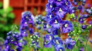 How to Grow Delphinium or Larkspur from Seed