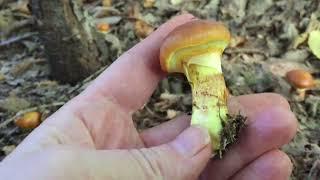 SUILLUS GREVILLEI: I talk a lot, collect and cook (snack, dessert and for winter)