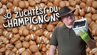 Champignons zuhause züchten  - so einfach kann man Pilze anbauen