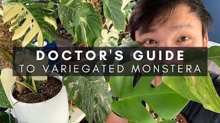 Variegated Monstera Care - An In-Depth (and Practical) Guide | Ep 13