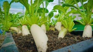 How to grow White Icicle Radish​​ on a small flat container, high yields are satisfactory amazing