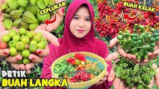 Petik buah langka dikebun | buah-buahan liar