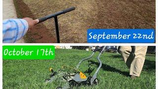 frontyard Fall seeding  2024 | gci Turf type tall Fescue | livinginmaryland