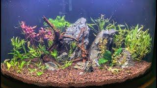 Dustins Fishtanks Plant Order