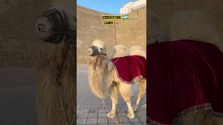 Uzbekistani Camel #silkroute #Bukhara #travel Pahadi Camel #Uzbekistan