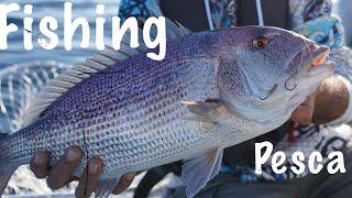 Sea fishing  - Dolphinfish, Snapper, Conger, Sargo and other species