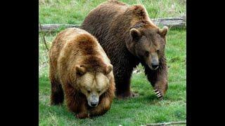 Three Fatal Grizzly Bear Attacks That Will Give You Shivers