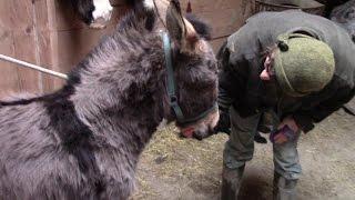 Road Trip Across Ireland To Collect Miniature Donkeys (!)