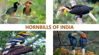 Hornbills of India  | Birds | Indian Birds