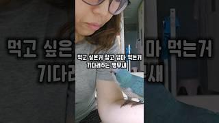 먹고싶은거 꾹 참고 엄마가 먹을때까지 기다려주는 앵무새 #윙스패밀리 #블루퀘이커 #귀여운앵무새