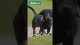 Dachshund Debate Are the Pups Right #cat #bdvets #animals #felinehealth