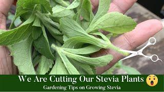 Gardening Tips on Growing Stevia |How to Grow Stevia