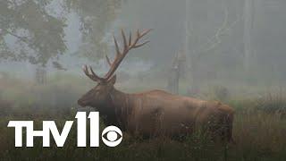 Applications open for elk hunting in Arkansas | Outdoor Report