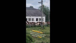Ленинградская область, Волховский район, вечерняя прогулка рыжиков 🫠