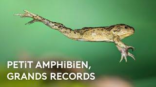 La grenouille, imbattable au saut en longueur