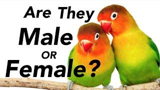 How to identify male and female in lovebirds