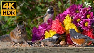 Cat TV for Cats to Watch ️ Carnations, mother birds, chipmunks, and squirrels  8 Hours(4K HDR)