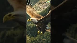 AI Magic #EagleInFlight #MajesticEagle #NatureThroughAI #AIVideo #AIArt #FlyingEagle #CreativeAI