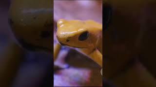 The second video about frogs(this short is amazing)