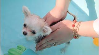Puppy Barley Bath Time! 🫧