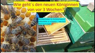 Geht´s den neuen Königinnen von vor 3 Wochen wirklich so schlecht?