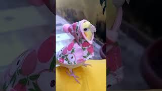 Unbelievable Parrot Antics! Funniest Moments Compilation! #birds #parrot #funny