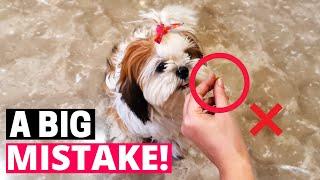 7 Common Mistakes that can Shorten your Shih Tzu's Life!