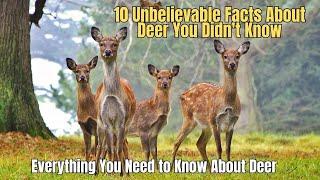 10 Unbelievable Facts About Deer You Didn't Know  Information about Deer 