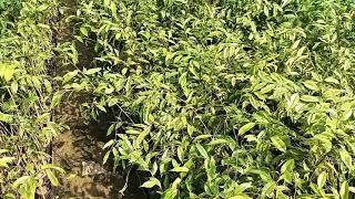 Oudh plant's nursery Assam || Agarwood tree nursery plant's | Call: 09678757461