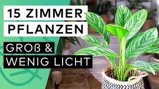 15 große Zimmerpflanzen für wenig Licht 🪴 