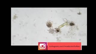 Tardigrade, amoeba and paramecium