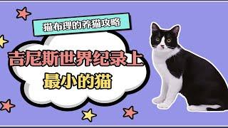 吉尼斯世界记录上最小的猫