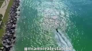 #miamirealestatehd