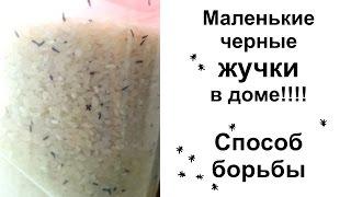 Маленькие черные жучки на кухне . Откуда?