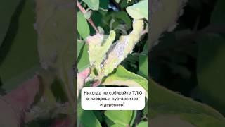 Никогда не собирайте ТЛЮ #лайфхаки #рецепты #огород #садоводство