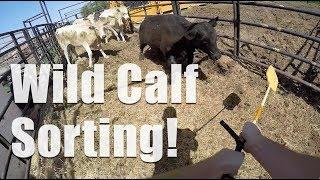 Crazy EPIC Cattle Sorting, Close Calls!