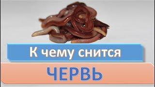 К чему снится ЧЕРВЬ | СОННИК
