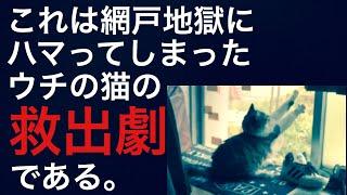 【ネコ動画】これは網戸地獄にハマってしまったウチの猫の救出劇である。Rescuing a cat