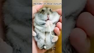 Hamster VS Bean Sprouts/愛吃豆芽的小倉鼠