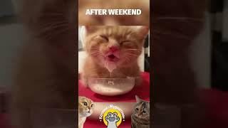 Funniest Cats  - After Weekend  - Funny Cats Videos #shorts #animals #funnypetvideos #funnycats