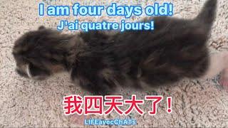 #Little cute cat growth diary！