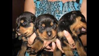 Lovely puppies to you for joy. Enjoying. Upsss.