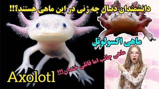 ماهی اکسولوتل تنها ماهی که دست و پا دارد و تمام بدنش را دوباره می‌تواند بسازد #axolotl