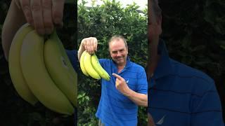 Make a banana skin plant feed for your plants #growyourgroceries  #growyourownfood #gardening