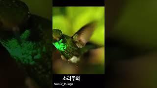 벌새와 벌의 차이점