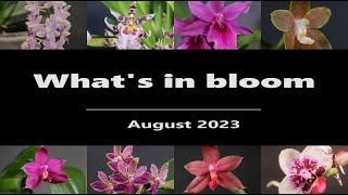 What's in Bloom - Orchids // August 2023