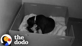 Exhausted Mama Dog Get A Little Help From Foster Parents | The Dodo